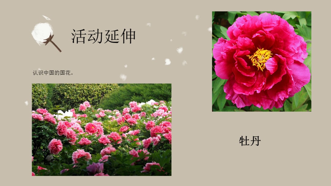 幼儿园大班社会教案：广州市花（含PPT课件图片）
