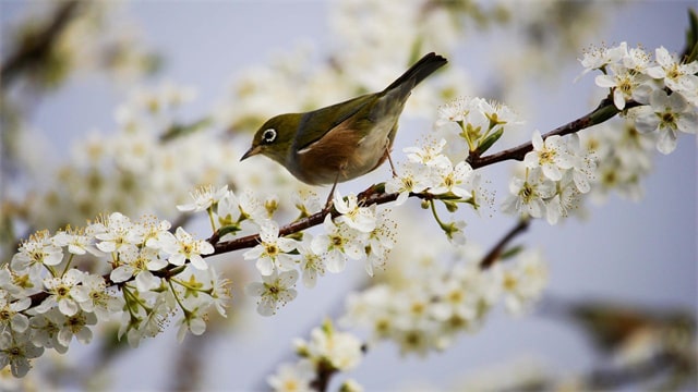 24句描写春天的绝美诗句，感受古诗词里的春日浪漫