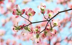 24句描写春天的绝美诗句，感受古诗词里的春日浪