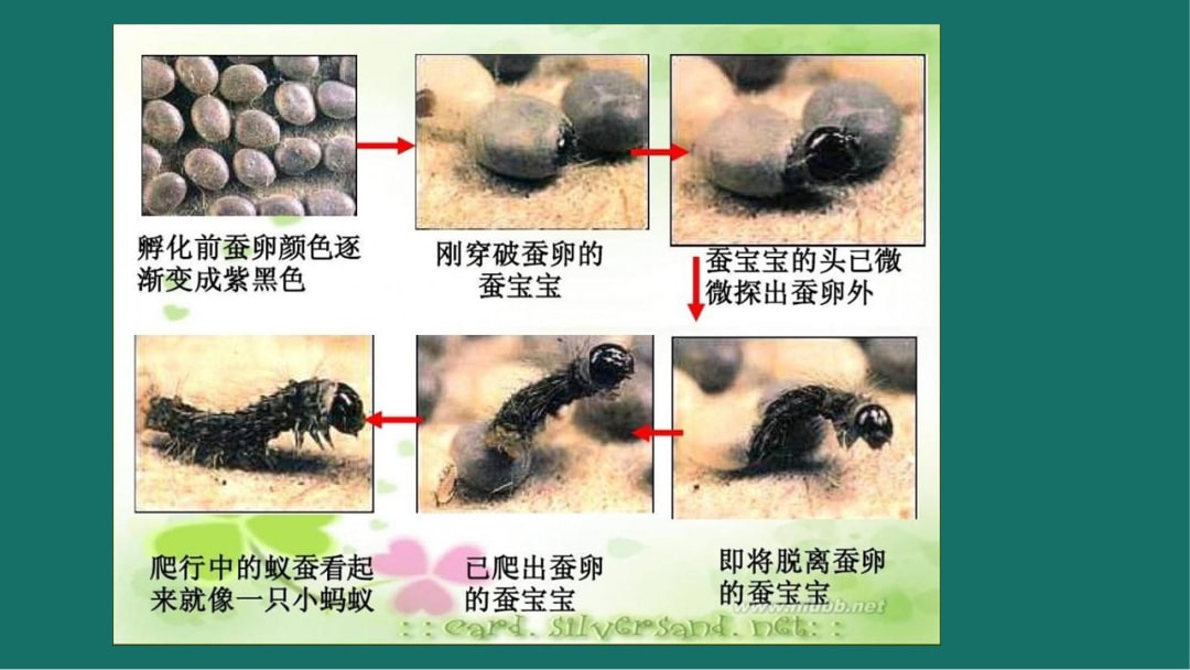 幼儿园大班科学教案：蚕的一生（含PPT课件图片）