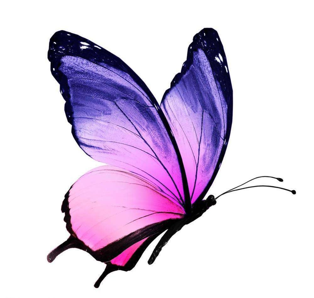 幼儿园中班社会教案：美丽的蝴蝶花