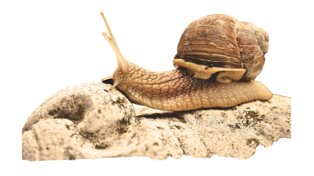 幼儿园大班科学教案：蜗牛分积木
