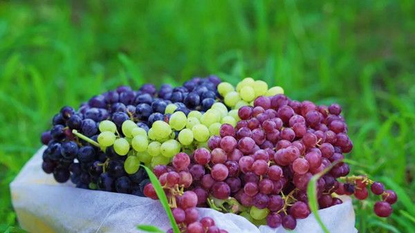 孕早期一天可以吃多少葡萄