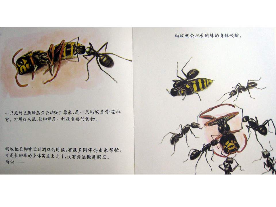 儿童绘本故事推荐世界优秀科学图画书《蚂蚁》