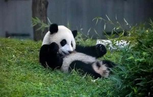 国宝大熊猫的作文怎么写