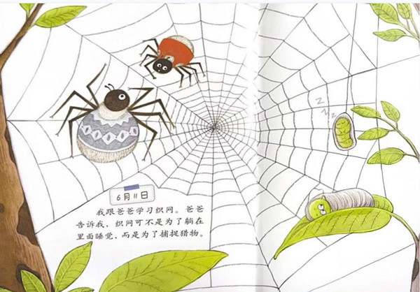 《蜘蛛的日记》教学设计