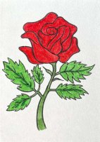 红玫瑰花简笔画图片教程简单