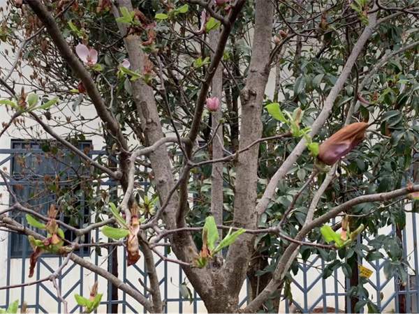 幼儿园植物观察记录案例：广玉兰开花了
