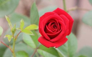 安徒生童话故事：世界上最美的一朵玫瑰花