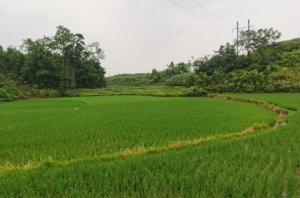 美丽的田野作文400字