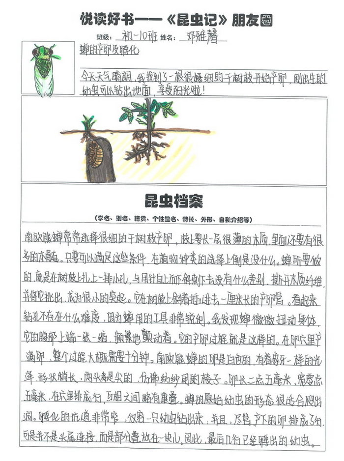 昆虫档案小报图片